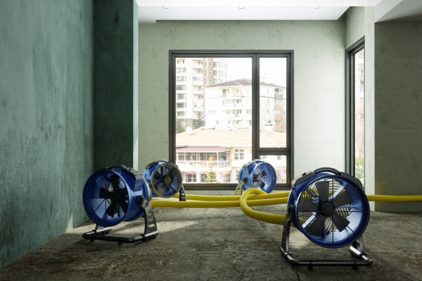 Best Ceiling water damage repair  in Dayton, MN